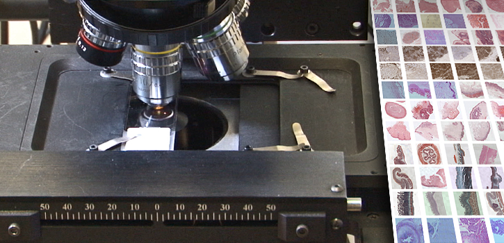Histology and Histopathology - OpenScience Lab