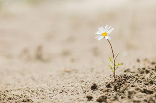 Image of a single daisy growing on sandy soil