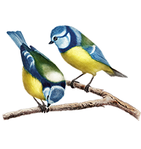 An illustration of two blue tits on a tree branch.