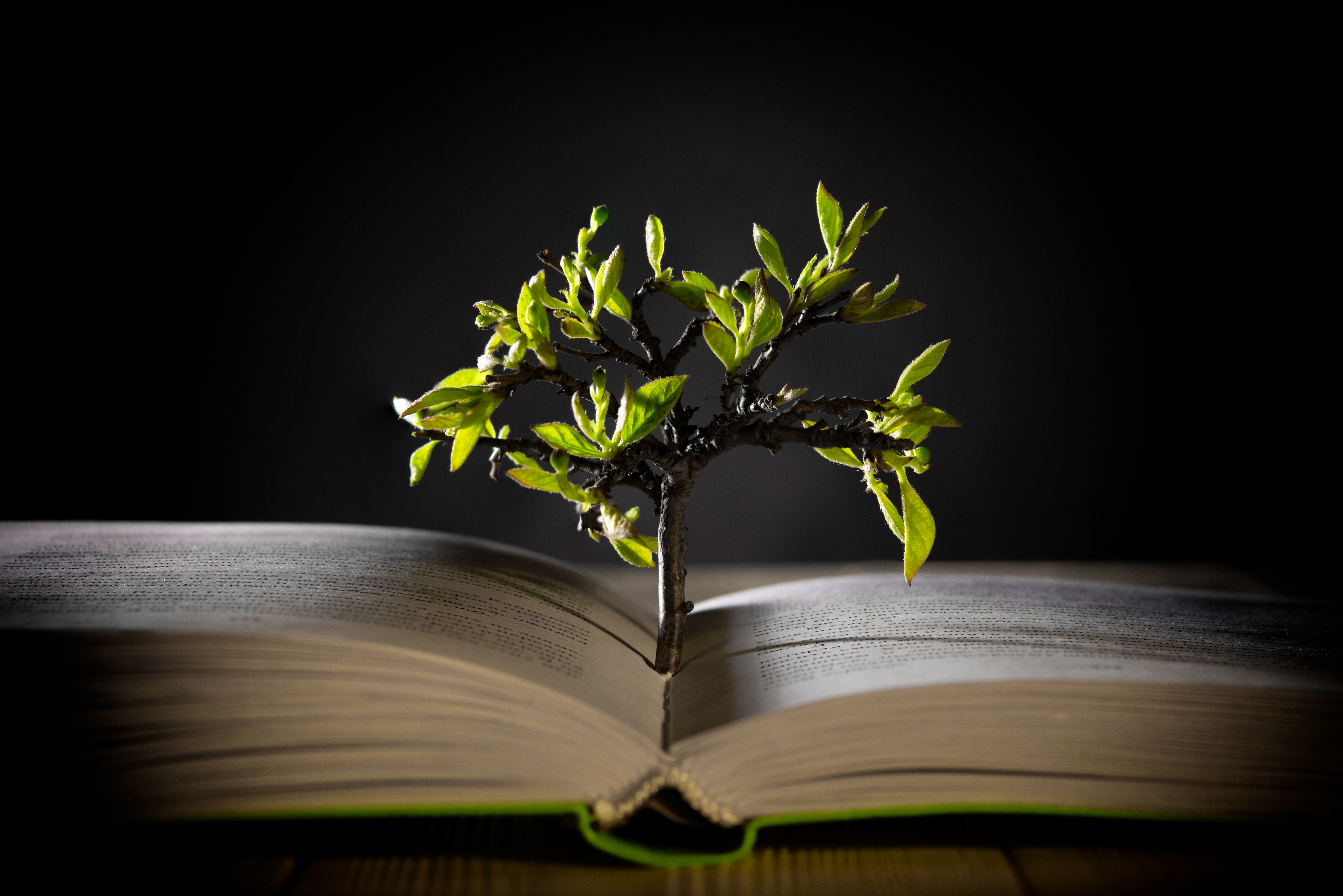 A small tree-like figure grows from the middle of a printed book
