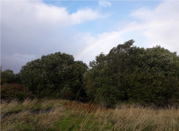Ringwood and Pollok Park, Glasgow.