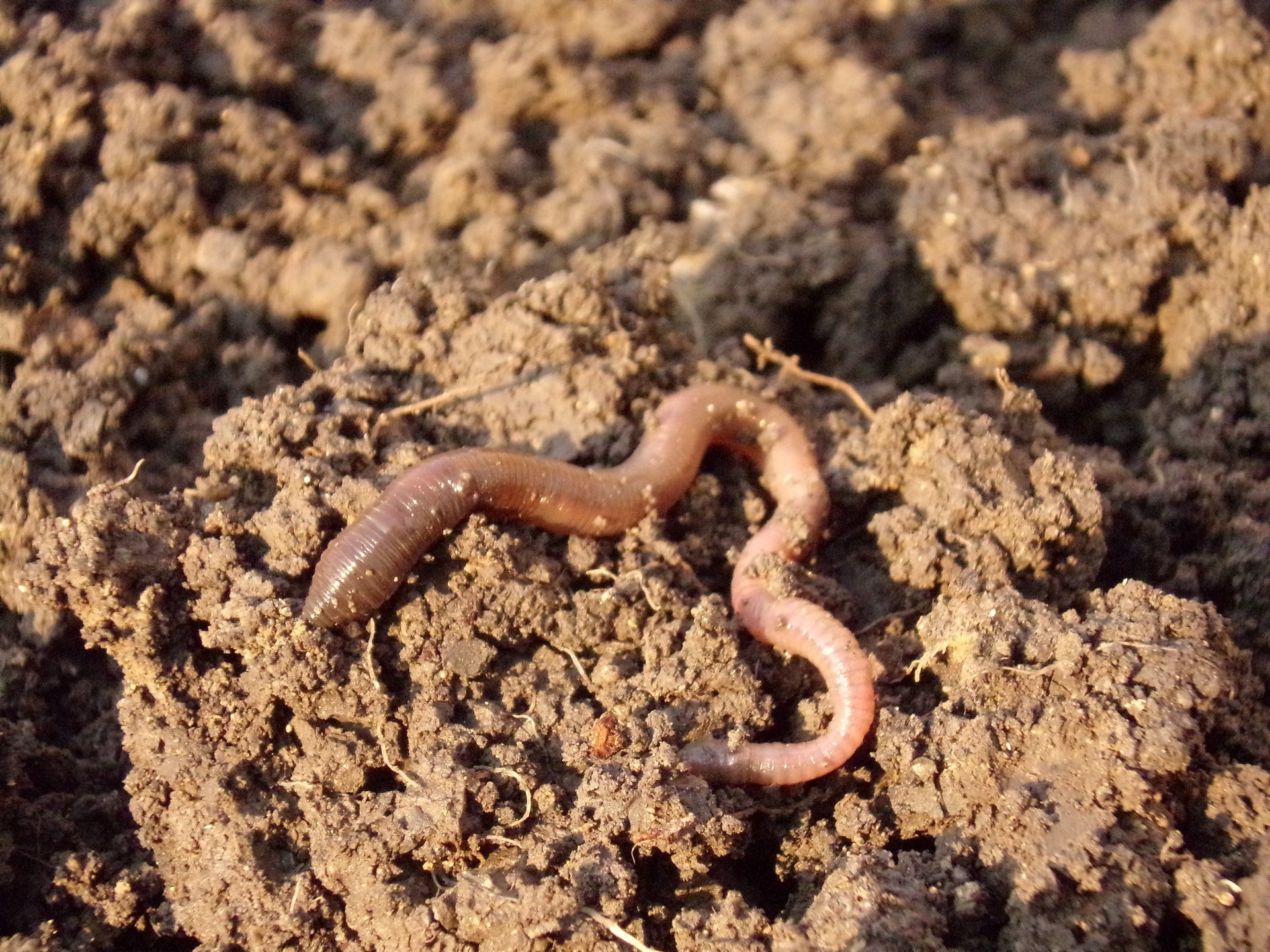 A close up photo of an earth worm in soil.