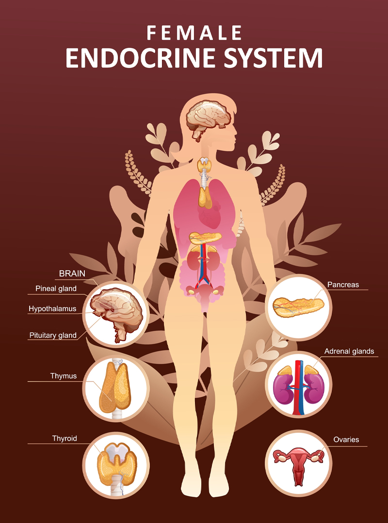 The image shows the main glands and organs of the endocrine system that secrete hormones. They are the pancreas, the adrenal glands, the ovaries, the thyroid, the thymus and the pituitary and pineal glands in the brain.