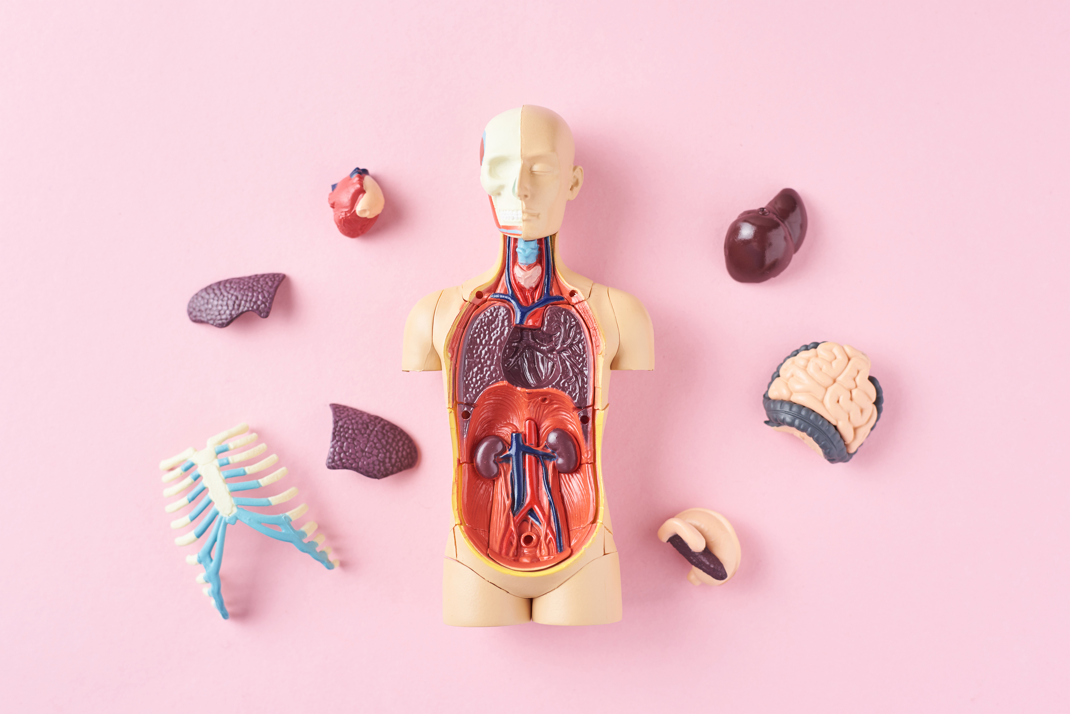 A medical model with detachable organs laid out on a pink background