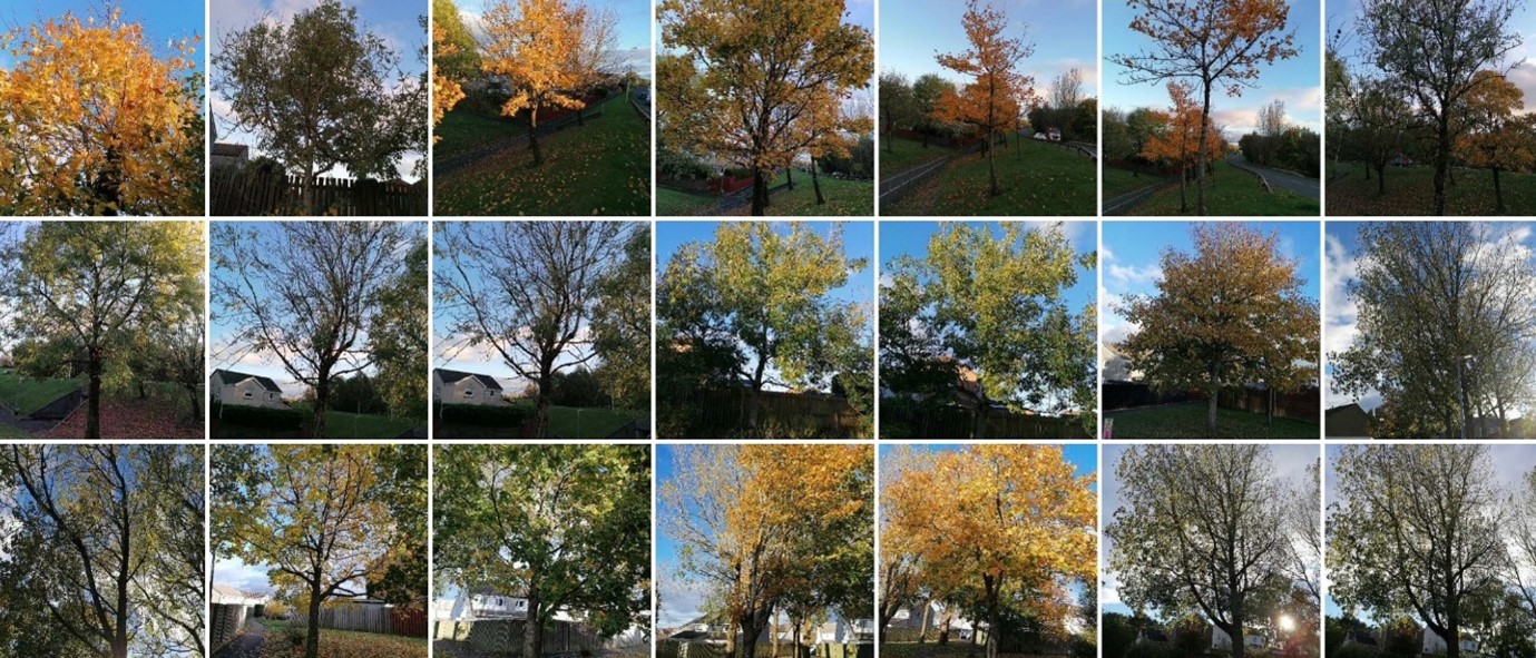 Figure 3: Selection of local trees registered by author John Cole on Treezilla.org