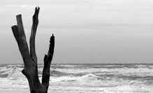 How does nature tell the time?