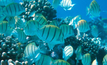 A brief history of evolution