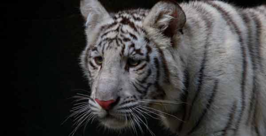 A reader's guide to The White Tiger