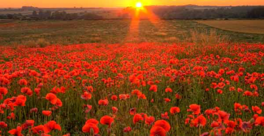 A reader's guide to Sea Of Poppies