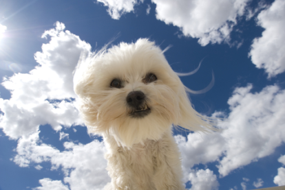 Do dogs want to go to heaven?