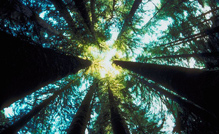 Introduction to the Amazon System