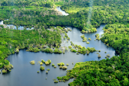 How can the Amazon survive?