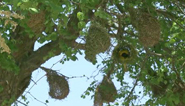Weaver bird nests