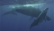 Raising humpback whale calves