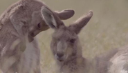 Kangaroo friendships