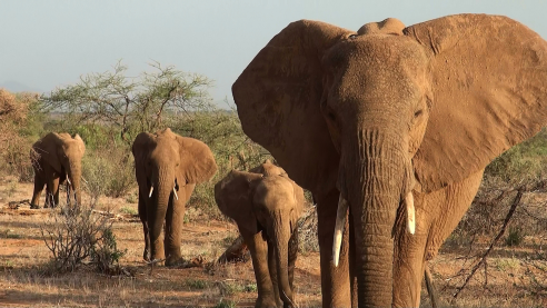 New BBC series reveals more about the wise old elephant, but many mysteries remain