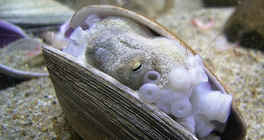 Does it matter if an octopus has consciousness?