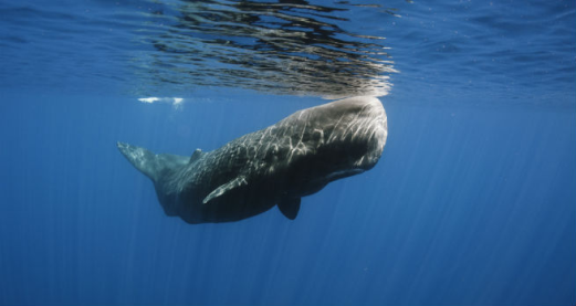 Do sperm whales speak with local accents?