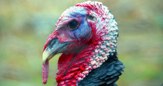Talking turkey: 12 facts about turkey genetics