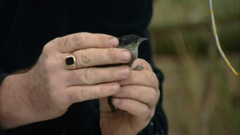 Bird ringing in Bog Meadows