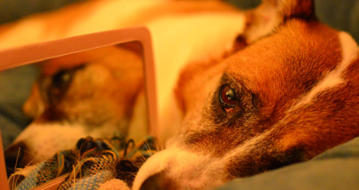 The dog beyond the mirror: Experiments with dog consciousness