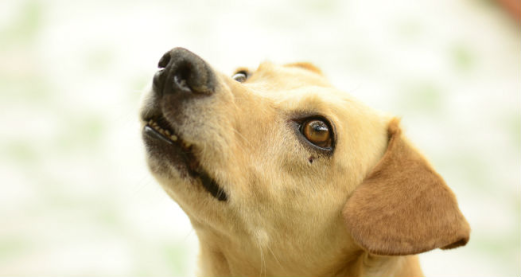 Can dogs read their owners' emotions?
