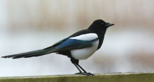 Methods in Motion: The magpie