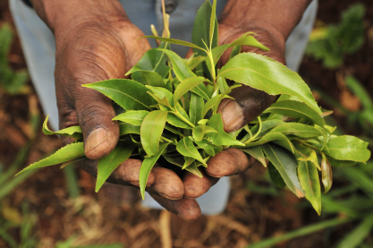 How is Khat adding to the food crisis in Yemen?