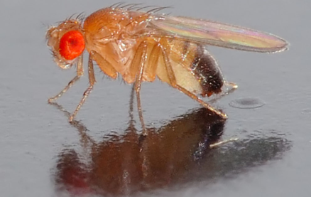 Understanding interstrand crosslink repair in Drosophila