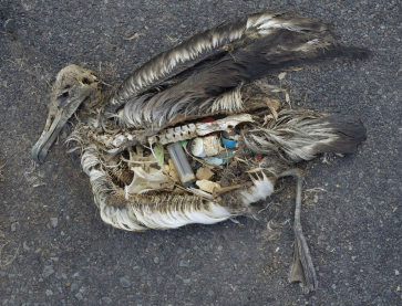 Why do birds eat plastic?