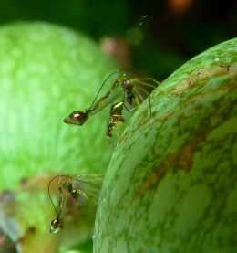 The unique relationship between the fig and the fig wasp