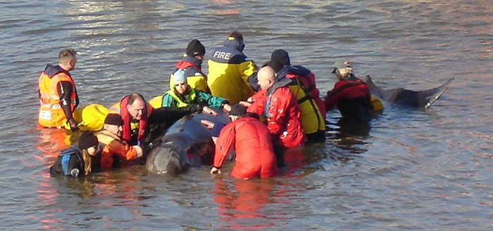 Fire and rescue services trying to rescue a whale in the river Thames.