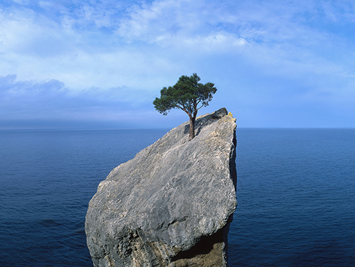 Photograph of a huge rock at sea, with a tree growing from the middle of the rock.