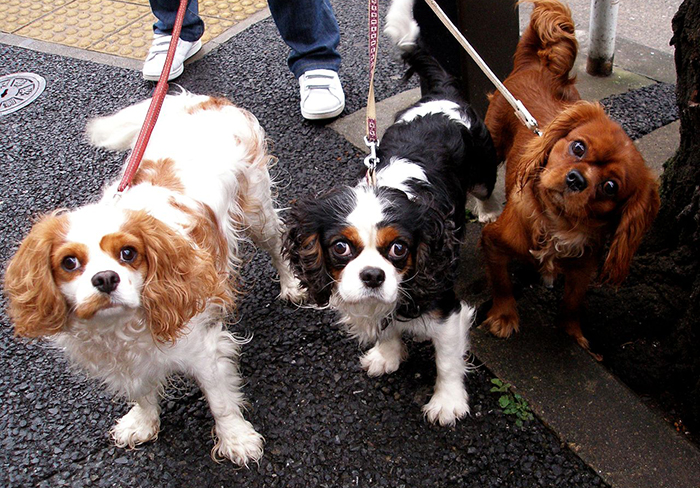 Photograph, colour. Three spaniel dogs on leashes, looking at the camera curiously.