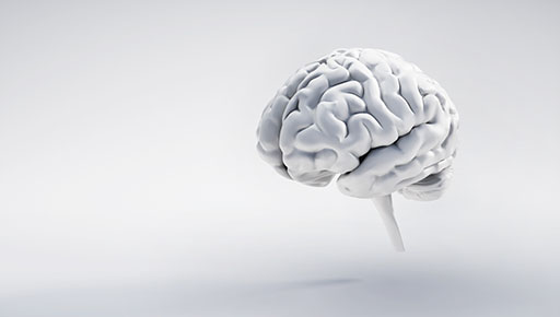 A brain coloured white on a white background