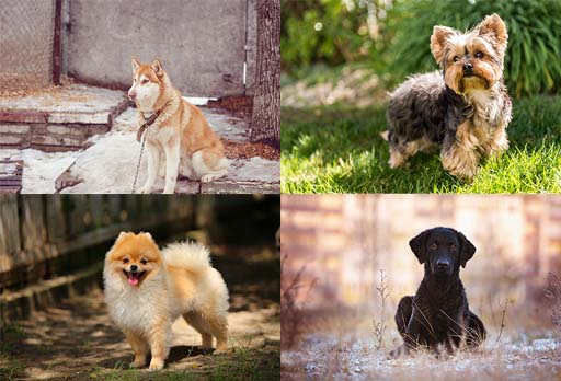 Four images of an individual dog. Top left, a Husky on a lead. Top right, a Yorkshire Terrier running through some grass. Bottom left, a Pomeranian with its tongue hanging out. Bottom right, a small black dog (maybe a type of Labrador).
