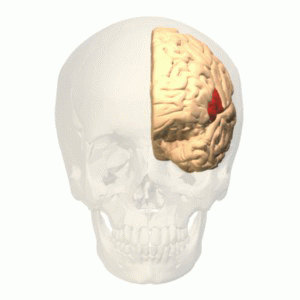 This is an animated gif, showing a rotating translucent skull, the brain visible within. A small region on the exterior of the brain is marked in red. It is located on the side of left hemisphere towards the front.