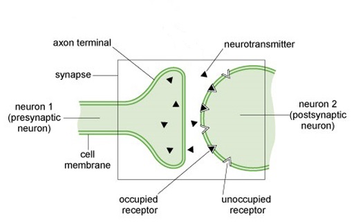 This diagram shows some detail of the molecular events at the synapse. The bulb-shaped ends of two neurons are shown in close proximity to each other. The region encompassing them together with the gap between them is labelled the synapse. The axon terminal of the neuron on the left is depicted as containing small triangular-shaped neurotransmitters, some of which are crossing the gap towards the neuron on the right. The bulbed end of the neuron on the right is depicted with complementary triangular shaped wedges cut out. Some of these are filled by the neurotransmitters. These are labelled as unoccupied receptors and occupied receptors, respectively.