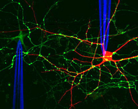This image shows a neuron visible in bright red against a black background. This neuron has a central cell body with a branched network of dendrites around it. A second neuron is also visible but fainter in a fluorescent green. Bright green dots are located throughout the image including along the dendrites of the red neuron, showing the locations of individual synapses. Also faintly visible are two blue probes, located at the cell body of each neuron.