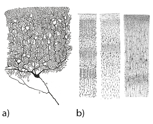 This is a composite of two highly detailed black and white drawings of neurons. Image (a) shows a single large and very elaborate neuron. It has a tree-like structure, with a blob-shaped cell body, an axon projecting downwards, and numerous highly branched dendrites forming the tree ‘canopy’. Image (b) consists of three drawings showing ‘forests’ of neurons appearing in horizontal layers. The layers can be distinguished by differences in the density of the neurons. Within each layer there are cell bodies of neurons and for some layers, the axons can be seen running vertically from one layer to the next. The drawing on the right particularly gives a sense of a dense connectivity between neurons.