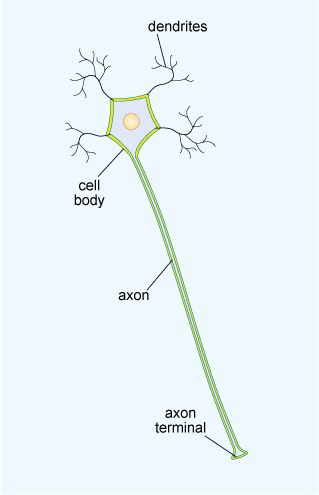 This diagram shows a schematic representation of a neuron, with its key features labelled. Towards the top is the small cell body which is surrounded by a membrane and which contains a nucleus in its centre. Extending from around the cell body are several small tree-like structures with a simple branched form, labelled as dendrites. Also extending down from the cell body is a long thin axon. At the end of the axon is the axon terminal which is a slightly widened feature.