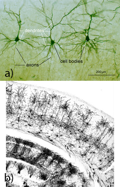 This is a composite of two images of brain tissue taken through a microscope in which neurons are clearly visible as black structures against a lighter or white background. In image (a), three clearly distinguishable neurons are seen with distinctive pyramidal-shaped cell bodies, branching dendrites and a single axon projecting away from the cell body. Further cells are visible in the background but these can’t be clearly identified. In image (b), ‘forests’ of many neurons are seen in distinct roughly horizontal curving layers. The layers can be distinguished by differences in the density and morphology of the neurons. There are also distinct gaps between some layers where almost no neurons are seen.