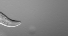 This is an animated greyscale image of a microscopic worm. It is translucent which allows some internal structure to be discerned. It moves in a wave-like manner.