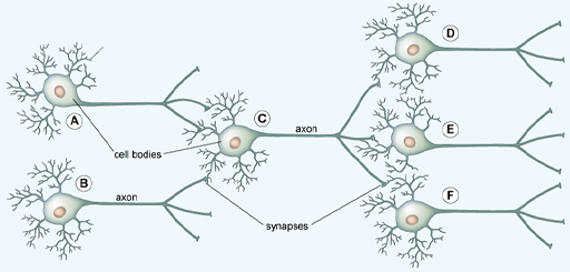 This diagram shows six neurons connected together in a network (labelled A–F). They are positioned in a horizontal orientation with the dendrites and cell body to the left and the axons extending towards the right. Each axon branches into three, and theses axon terminals are connected to the dendrites of another neuron or neurons positioned to the right of it. The point where the axons and dendrites are connected are labelled synapses. From left to right, two neurons are connected to one neuron, which is in turn connected to three neurons. Neuron A lies on the top left of the diagram, with its dendrites on the left and the axon extending horizontally towards the right. Neuron B lies immediately below this in the same orientation. Neuron C is to the right of neurons A and B, and again is lying in a horizontal orientation with its cell body on the left and axon extending towards the right. The axon terminals of neurons A and B form synapses with the dendrites of neuron C. To the right of neuron C are three neurons (D, E and F) lying horizontally and aligned one above the other. The axon terminals of neuron C forms synapses with the dendrites of neurons D, E and F.