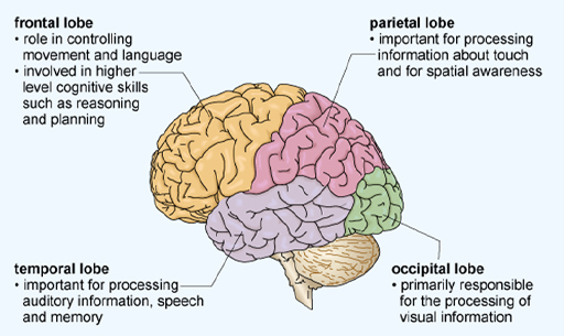 This diagram depicts the four main lobes of the cerebrum in different colours. These are labelled and the key functions of each is listed: The upper frontal region is the frontal lobe, which comprises much of the front third of the cerebrum. It has a role in controlling movement and language, and is involved in higher level cognitive skills such as reasoning and planning. The upper rear region is the parietal lobe. It is important for processing information about touch and for spatial awareness. Beneath these two regions is the temporal lobe, which is important for processing auditory information, speech and memory. At the rear of the brain is a smaller region called the occipital lobe, which is primarily responsible for the processing of visual information.