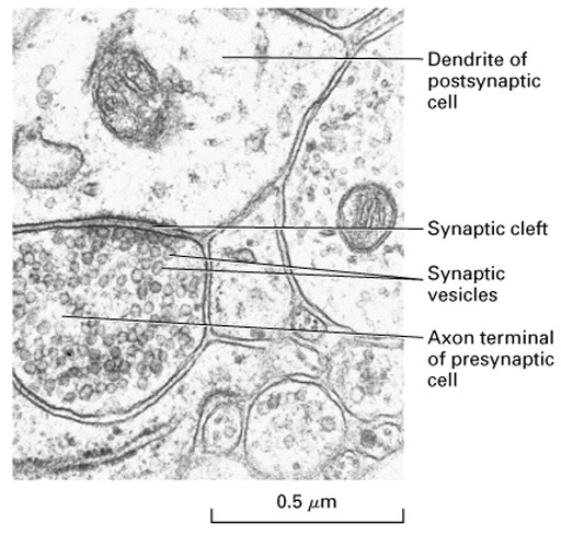 This is an image taken through an electron microscope showing the internal features in the region of a synapse. The image is highly magnified and contains a number of bubble-like structures of different sizes. One bubble to the lower left is the axon terminal of the presynaptic neuron. The scale indicates that it has a diameter of about half a micrometre. It is filled with numerous small round structures which are the synaptic vesicles containing neurotransmitters. Above and in close contact with this is part of a dendrite of postsynaptic neuron. It is filled with some darker blobs of varying sizes which are not labelled. Separating the pre- and postsynaptic neurons is a gap called the synaptic cleft. There are some other similar structures in the image which aren’t identified.