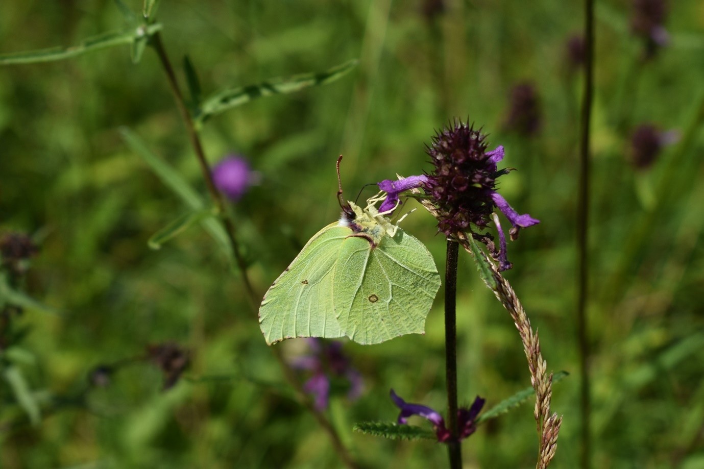 A Brimstone butterfly with its wings adapted to look like a leaf