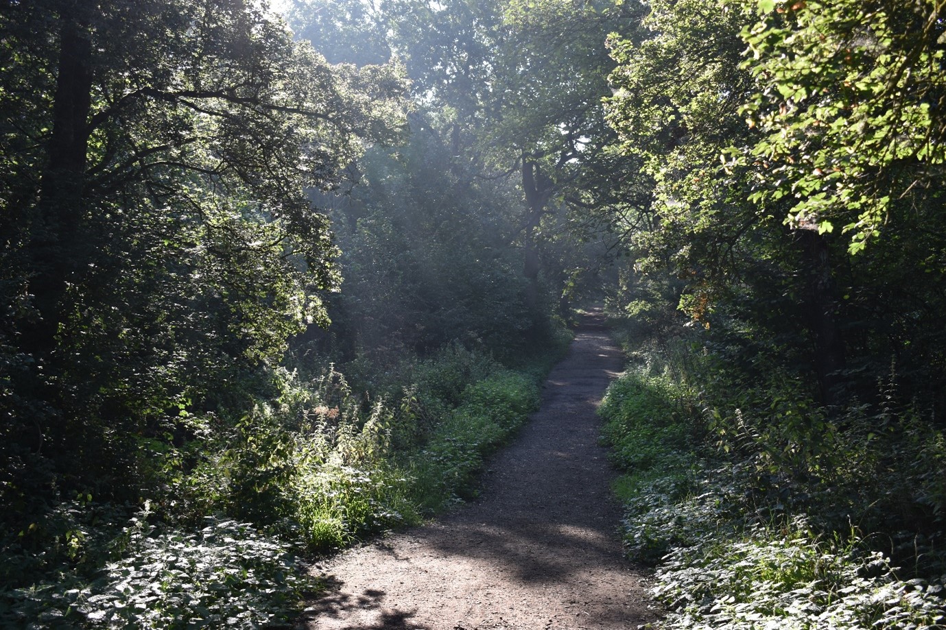 Howe Park Wood in Milton Keynes,it's ancient woodland, thought to be almost 1,000 years old