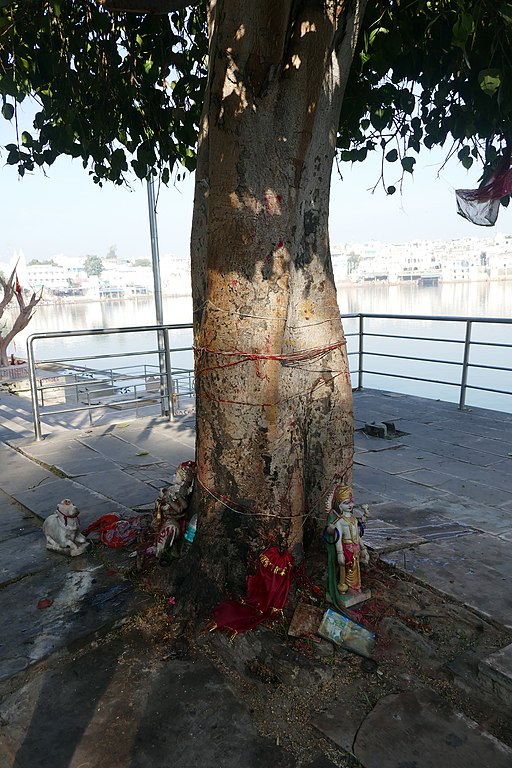 Sacred fig tree in india, with various offerings around the base