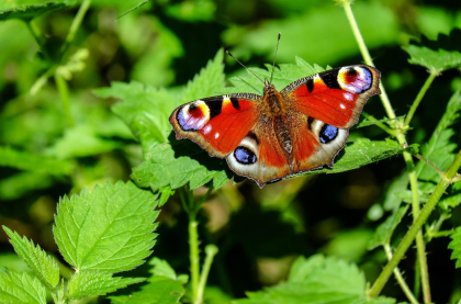 Butterflies tell us more than you might think about our natural world